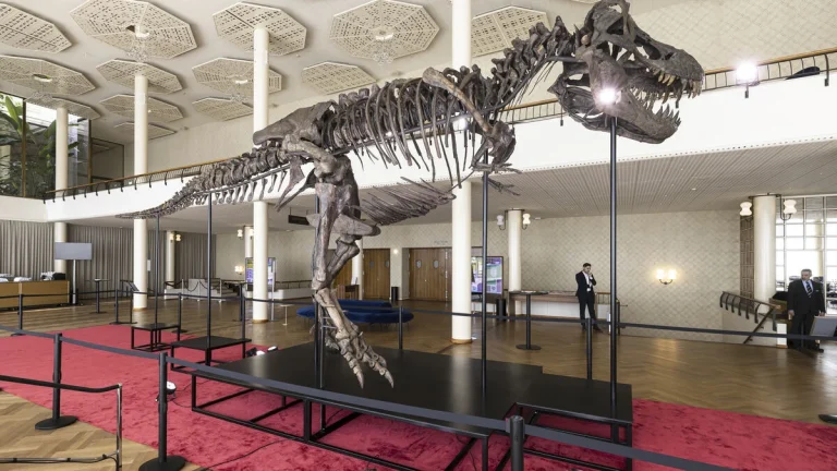 T. rex-skelett till salu för 270 miljoner kronor