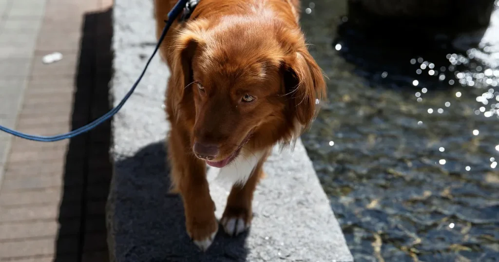Valpchocken – så dyrt är det att skaffa hund
