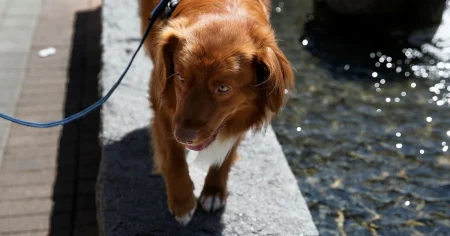 Valpchocken – så dyrt är det att skaffa hund