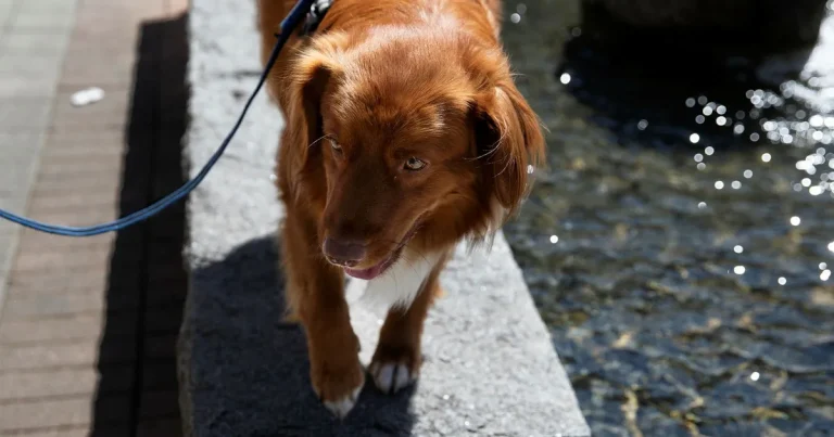 Valpchocken – så dyrt är det att skaffa hund