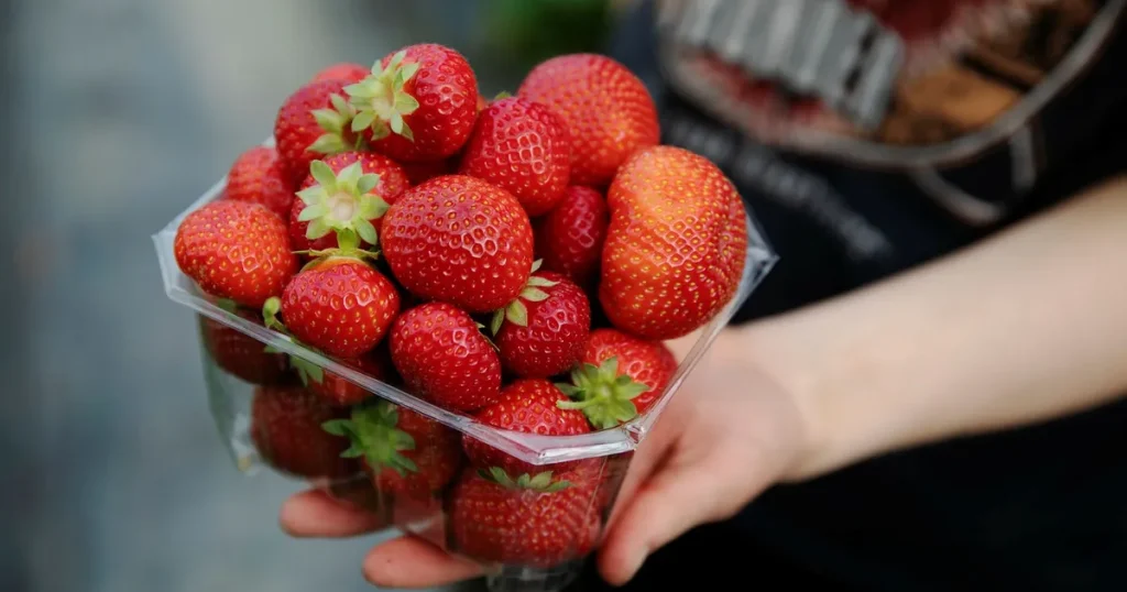 Nu avgörs smaken på jordgubbarna till midsommar