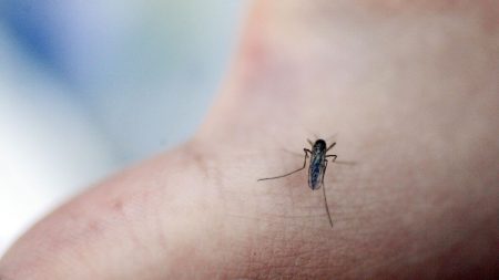 Forskare ber allmänheten skicka in myggor för forskning i Sverige