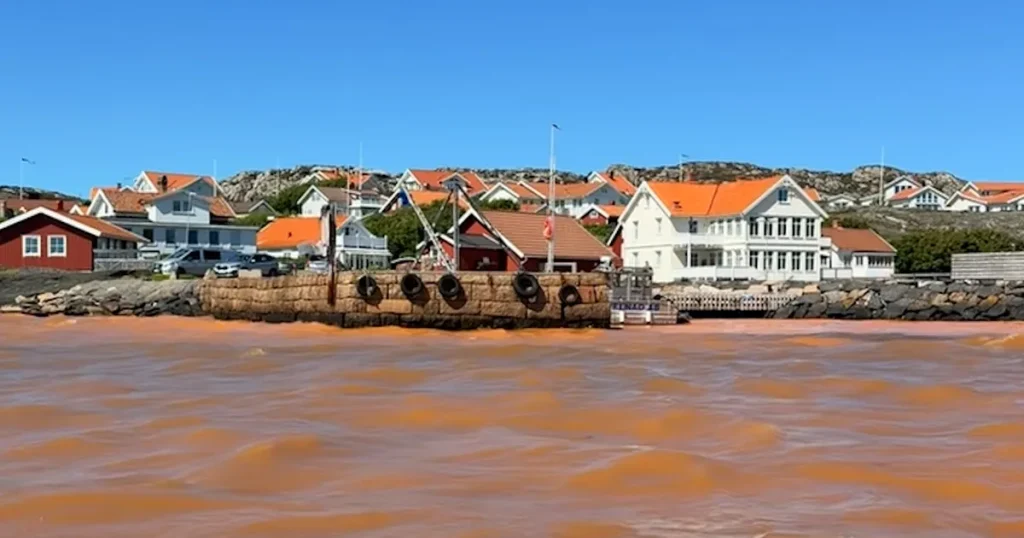 Fenomenet chockar västkusten – därför är havet brunt