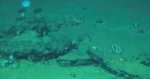 Unik upptäckt: Miljontals år gamla valskelett funna i Indiska oceanen