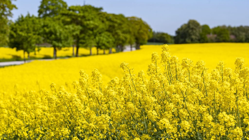 Rapsfält är en oväntat guldgruva för biologisk mångfald