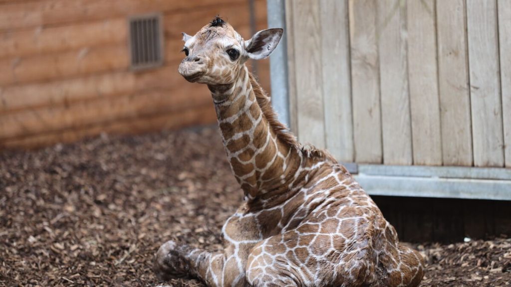 Giraffkalv född på Köpenhamns zoo