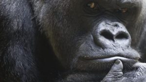 Hur gorillor lär sig att lita på människor igen efter år av tjuvjakt
