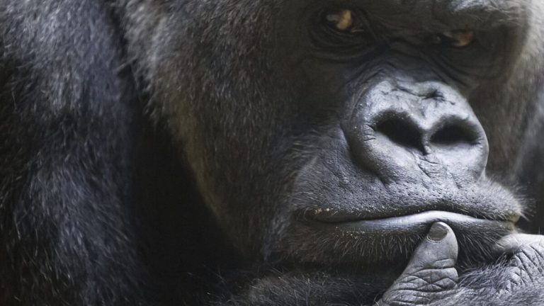 Hur gorillor lär sig att lita på människor igen efter år av tjuvjakt