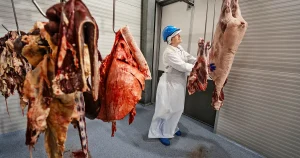 Lokala vildsvin blir biff på de gamlas lunchtallrik
