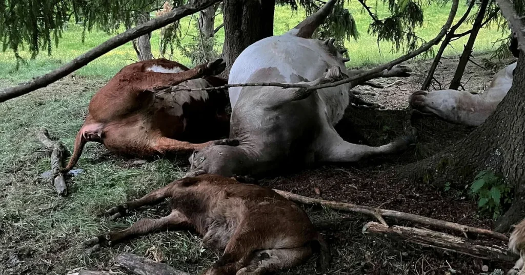 Deras kor dödades av blixten: ”En mardröm”