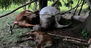 Deras kor dödades av blixten: ”En mardröm”