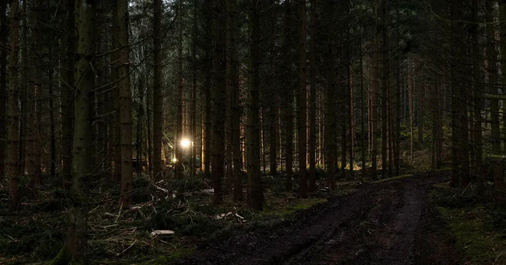 Sveriges välstädade skogar döljer en mörk hemlighet