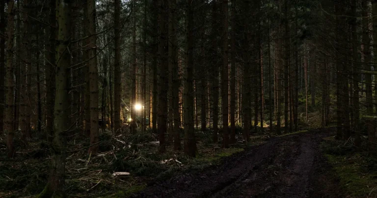 Sveriges välstädade skogar döljer en mörk hemlighet