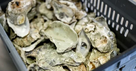 Ostronparasit i Sverige – myndighet vädjar