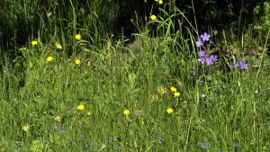 Midsommar kan vara en svår tid för personer med gräspollenallergi