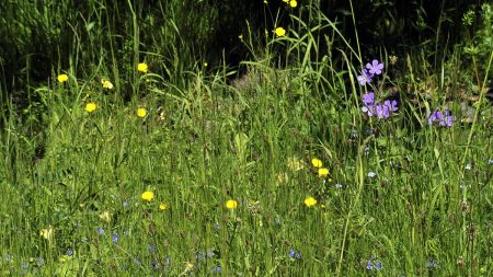 Midsommar kan vara en svår tid för personer med gräspollenallergi