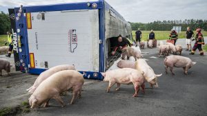 Gristransport välte – 190 djur ska avlivas