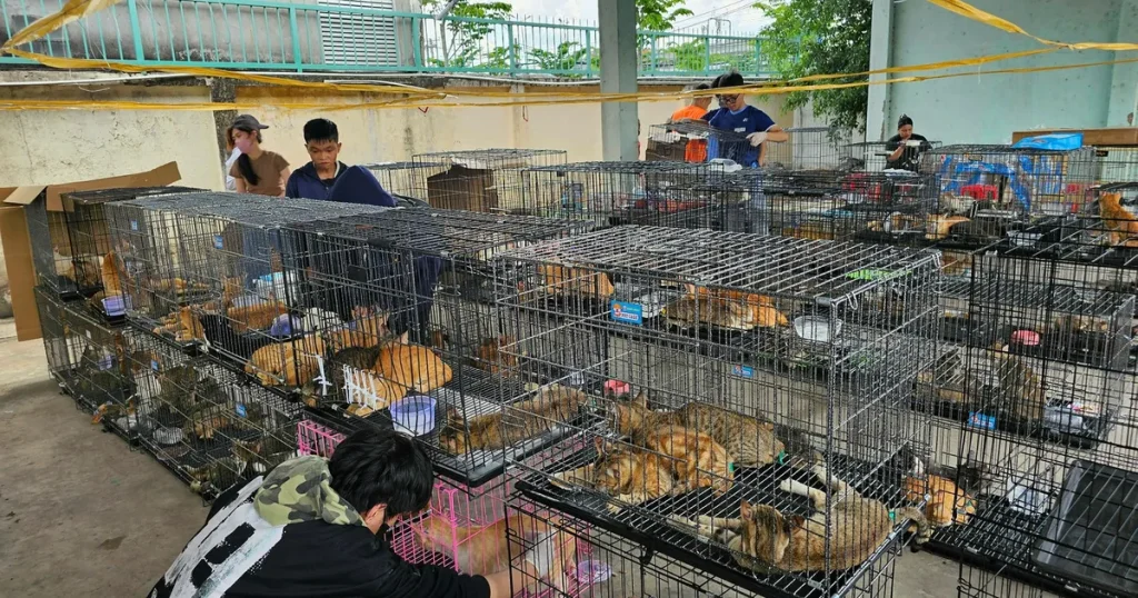 Polis räddade hundratals katter vid razzia i Vietnam