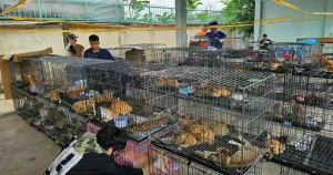Polis räddade hundratals katter vid razzia i Vietnam