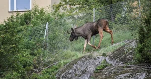 Därför dyker älgarna upp i stadsmiljöer: ”Förvirrade tonåringar”