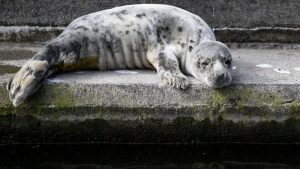 Obduktion av säl utan ansiktsmask avslöjar farlig brucellos-infektion