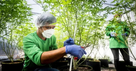 Thailand kan göra cannabis olagligt igen – redo att backa efter bara fyra år