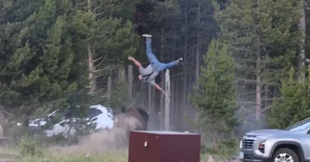Här stångas mannen flera meter upp i luften av bisonoxen