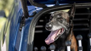 Hund i en varm bil? Polisen säger ring först innan du slår sönder rutan