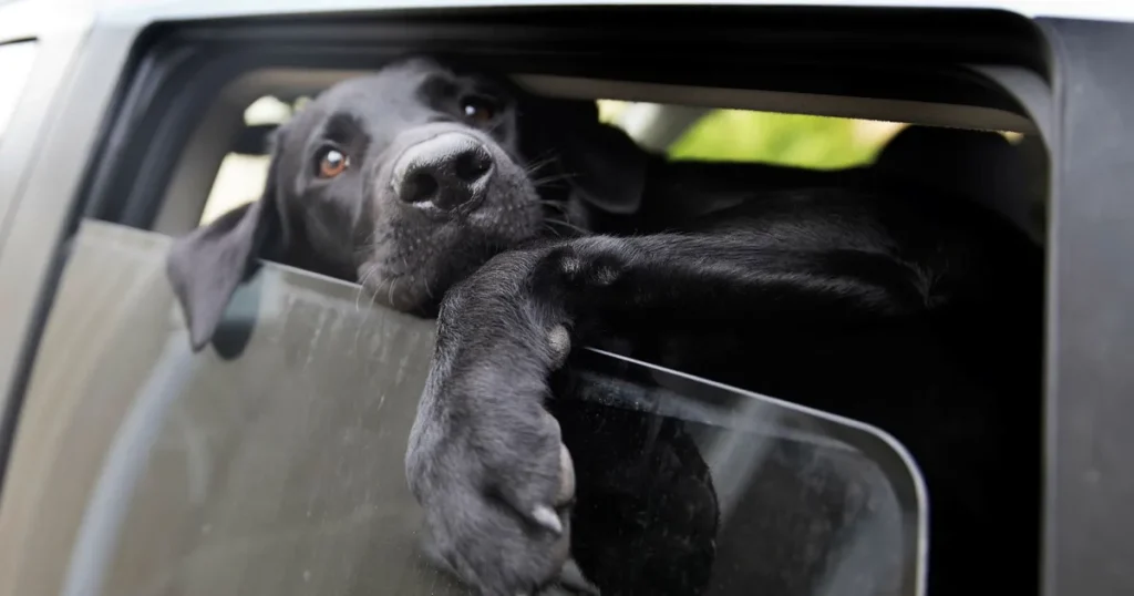 Så krossar du bilrutan – och räddar livet på hunden