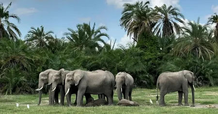 Mystiska dödsfall bland elefanter i Kenya utreds