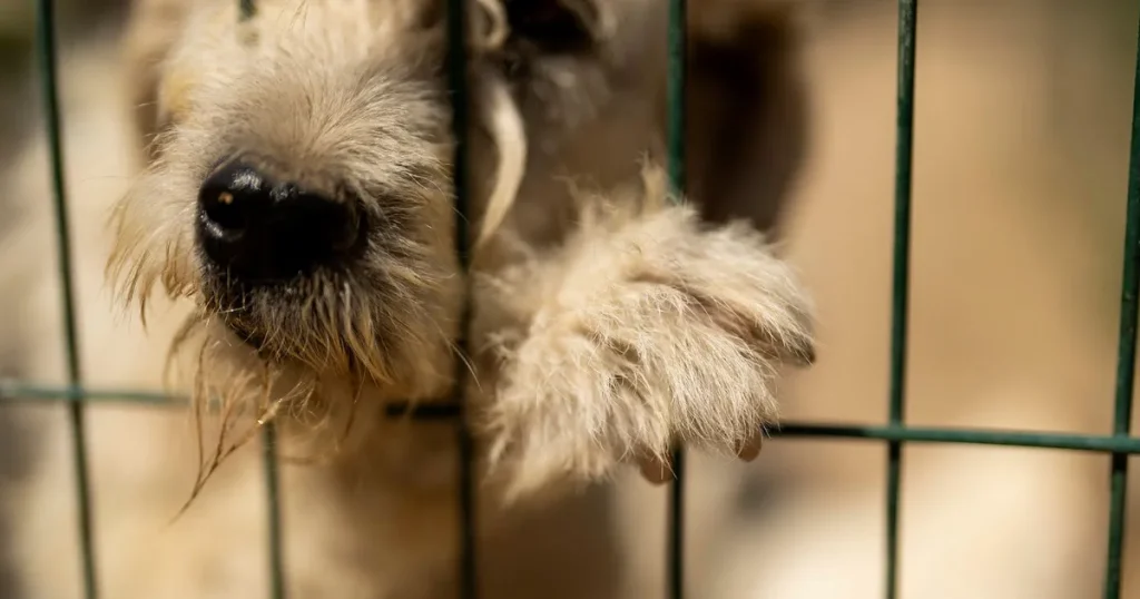 Tre barn döda rabies i Etiopien – hundratals hundar avlivade