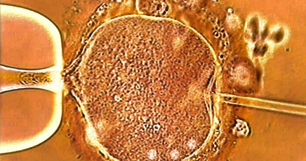 Stor studie: Så klarar sig IVF-barnen i skolan