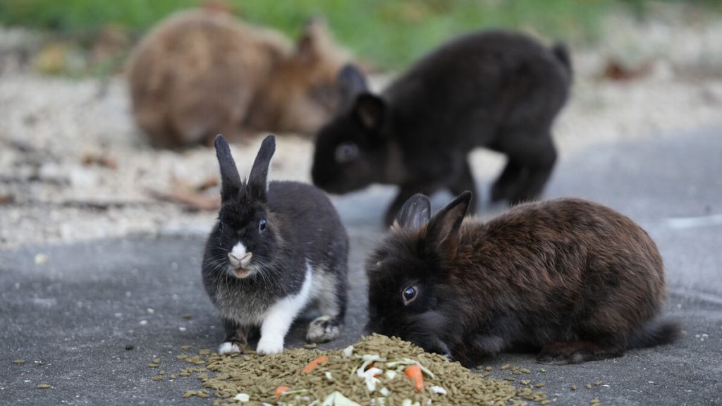 Turister som matar djur påverkar vilda djur på Japans Kaninö, säger forskare
