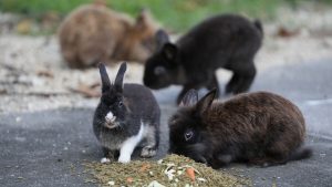 Turister som matar djur påverkar vilda djur på Japans Kaninö, säger forskare