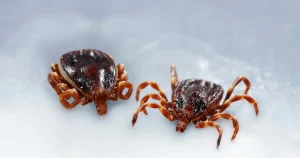 Exotiska fästingar övervakas – kan bära på ovanliga virus