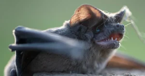 Elvaåring vaknade med fladdermus i ansiktet – dog av rabies