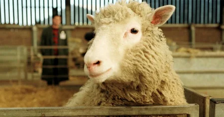 Från fåret Dolly till mänskliga miniatyrhjärnor – vad hände egentligen med kloning?