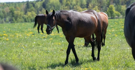 Djursmitta drabbar människor – flera fall i Sverige