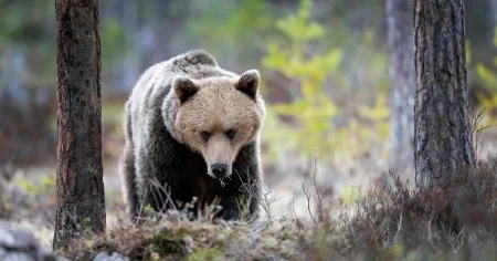 Experten: Så ska du agera i björnmöten