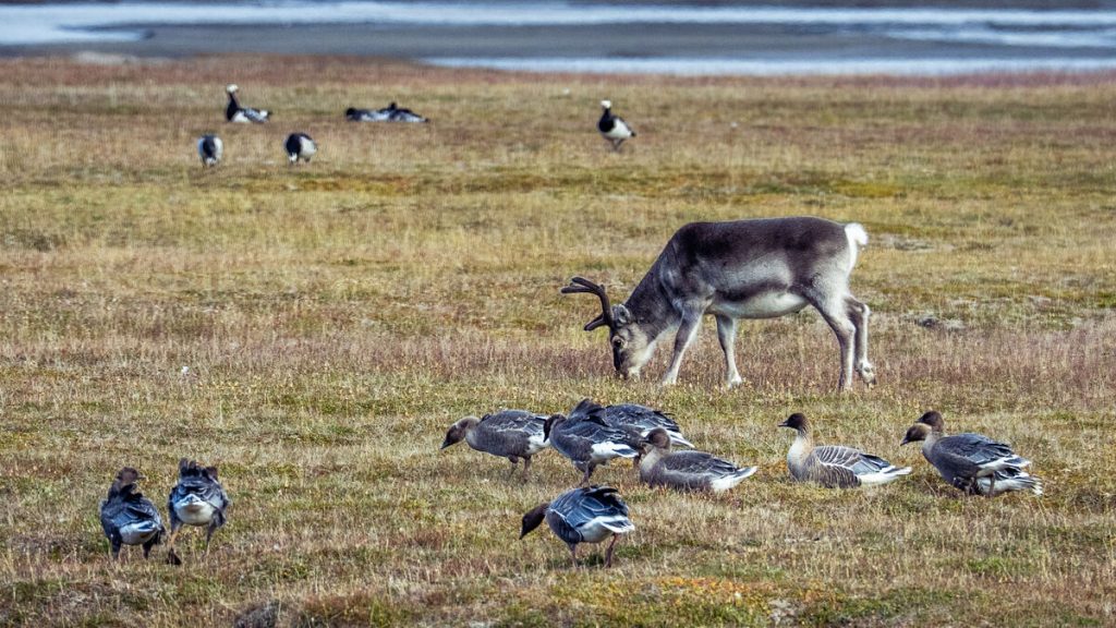 13 renar hittades döda på Svalbard, vilket förbryllar forskare