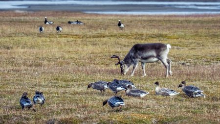 13 renar hittades döda på Svalbard, vilket förbryllar forskare