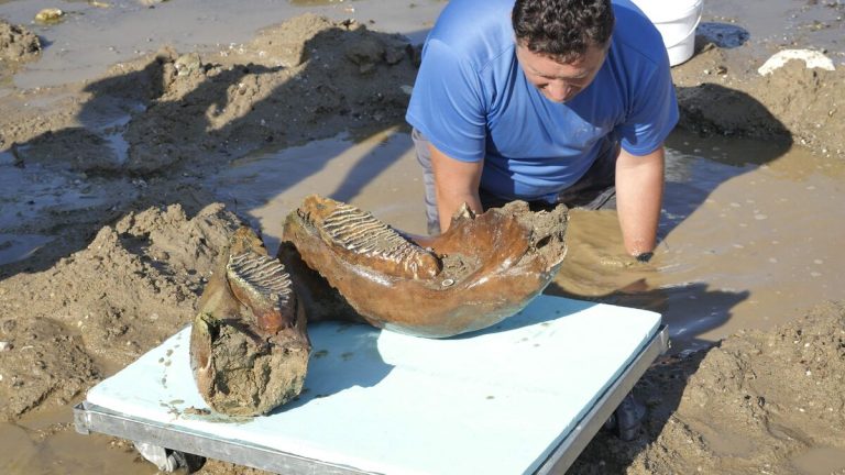Record-low Danube reveals mammoth bones in northern Bulgaria
Here’s the Swedish translation:
Rekordlåg Donau avslöjar mammutben i norra Bulgarien