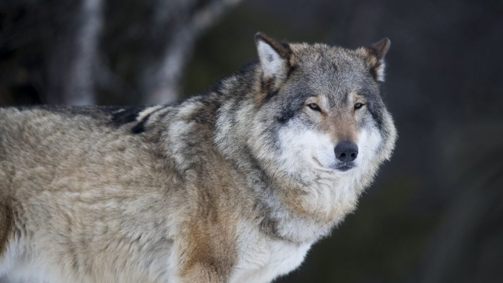 Danish authorities issue wolf warnings in Skagen and central Jutland
Here’s the Swedish translation:
Danska myndigheter utfärdar varulvsvarningar i Skagen och centrala Jylland