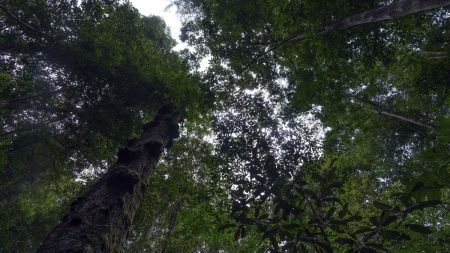 Avskogningen i brasilianska Amazonas sjunker till lägsta nivån på ett decennium under Lula, visar nya siffror