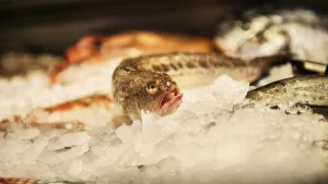 Giftig långa ökar i Kattegatt när torsken minskar