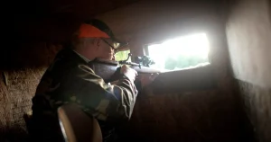 Tjänar pengar på vildsvinsjakten – trots att stammen bör minskas
