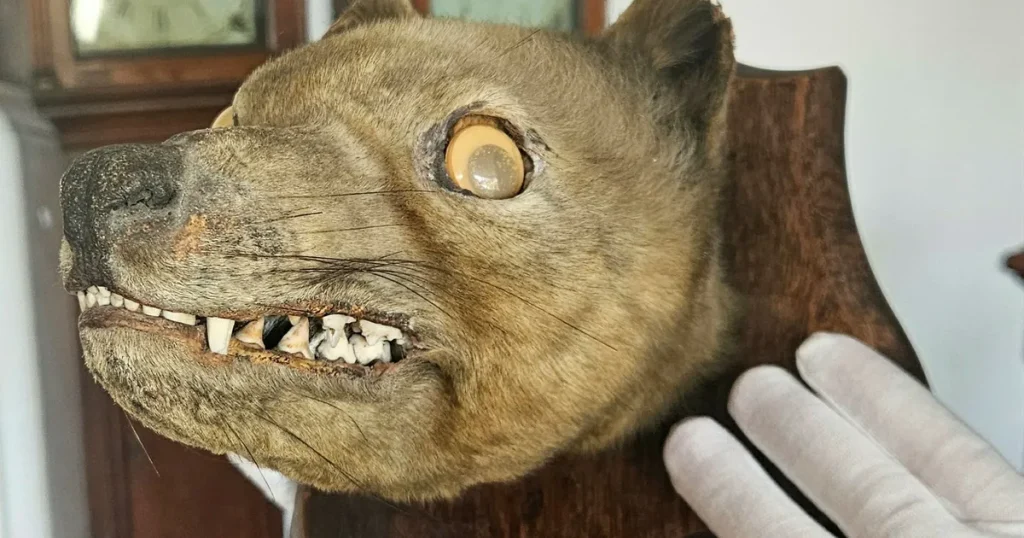 Uppstoppad räv var utdöd tasmansk tiger: ”Trodde de skulle svimma”