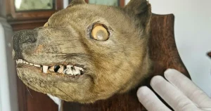 Uppstoppad räv var utdöd tasmansk tiger: ”Trodde de skulle svimma”