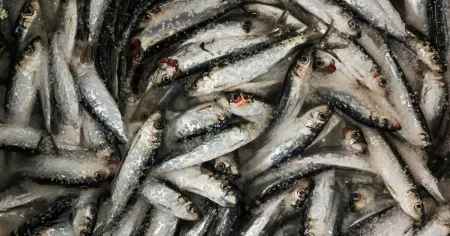 Säverman: I år har jag varvat haggis med surströmming