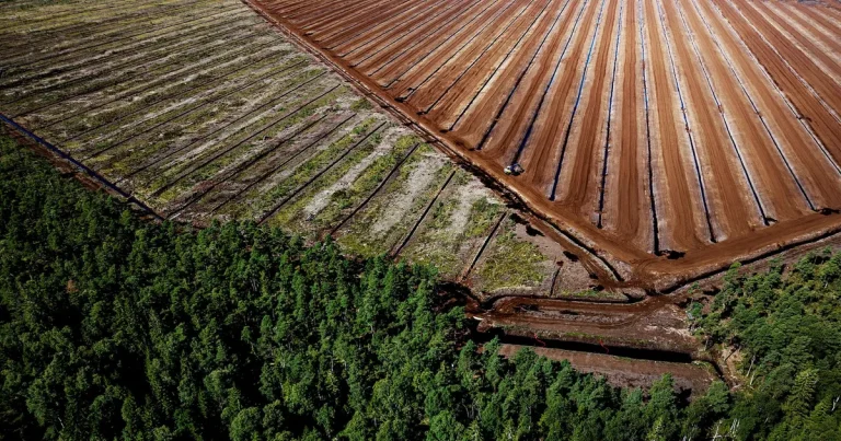 Klimataktivister spred solrosfrön – kan få miljonfakturor
